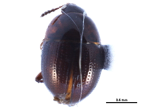  ( - CCDB-23523-G02)  @11 [ ] CreativeCommons - Attribution (2015) CBG Photography Group Centre for Biodiversity Genomics