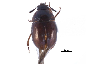  ( - CCDB-23523-G07)  @11 [ ] CreativeCommons - Attribution (2015) CBG Photography Group Centre for Biodiversity Genomics