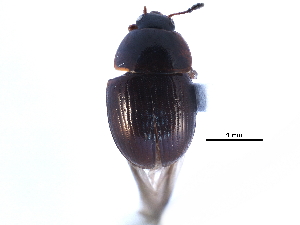  ( - CCDB-23523-G08)  @14 [ ] CreativeCommons - Attribution (2015) CBG Photography Group Centre for Biodiversity Genomics
