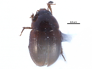  ( - CCDB-23523-G09)  @14 [ ] CreativeCommons - Attribution (2015) CBG Photography Group Centre for Biodiversity Genomics