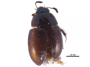  ( - CCDB-23523-H10)  @11 [ ] CreativeCommons - Attribution (2015) CBG Photography Group Centre for Biodiversity Genomics