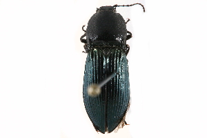  ( - CCDB-23524-C04)  @14 [ ] CreativeCommons - Attribution (2015) CBG Photography Group Centre for Biodiversity Genomics