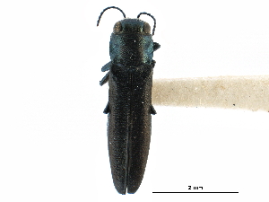  (Agrilus defectus - CCDB-28930-D06)  @11 [ ] CreativeCommons - Attribution (2015) CBG Photography Group Centre for Biodiversity Genomics