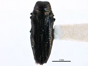  ( - CCDB-28930-D11)  @11 [ ] CreativeCommons - Attribution (2015) CBG Photography Group Centre for Biodiversity Genomics