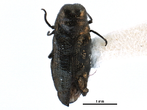  ( - CCDB-28930-D12)  @11 [ ] CreativeCommons - Attribution (2015) CBG Photography Group Centre for Biodiversity Genomics