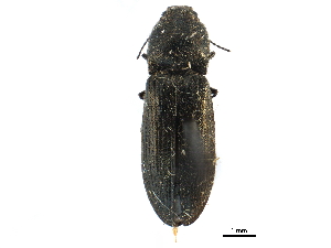  (Limonius nitidulus - CCDB-28930-H09)  @11 [ ] CreativeCommons - Attribution (2015) CBG Photography Group Centre for Biodiversity Genomics