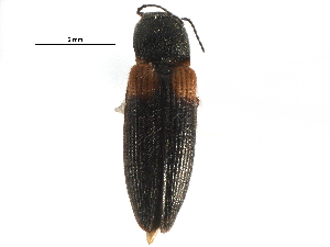  ( - CCDB-28931-A01)  @11 [ ] CreativeCommons - Attribution (2015) CBG Photography Group Centre for Biodiversity Genomics