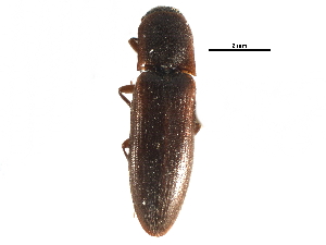 ( - CCDB-28931-C03)  @11 [ ] CreativeCommons - Attribution (2015) CBG Photography Group Centre for Biodiversity Genomics