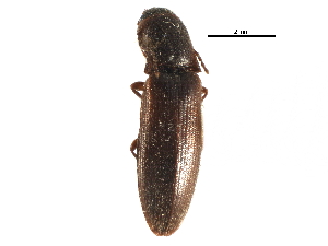  ( - CCDB-28931-C04)  @11 [ ] CreativeCommons - Attribution (2015) CBG Photography Group Centre for Biodiversity Genomics