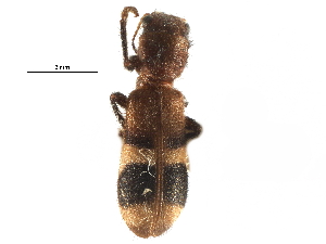  ( - CCDB-28932-B07)  @11 [ ] CreativeCommons - Attribution (2015) CBG Photography Group Centre for Biodiversity Genomics
