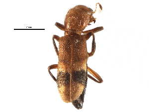  ( - CCDB-28932-B08)  @11 [ ] CreativeCommons - Attribution (2015) CBG Photography Group Centre for Biodiversity Genomics