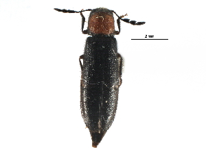  ( - CCDB-28932-B10)  @11 [ ] CreativeCommons - Attribution (2015) CBG Photography Group Centre for Biodiversity Genomics