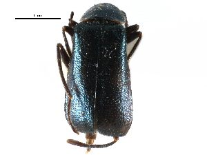 ( - CCDB-28932-D01)  @11 [ ] CreativeCommons - Attribution (2015) CBG Photography Group Centre for Biodiversity Genomics