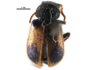  ( - CCDB-28932-D11)  @11 [ ] CreativeCommons - Attribution (2015) CBG Photography Group Centre for Biodiversity Genomics