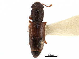  (Hesperobaenus abbreviatus - CCDB-28933-A01)  @11 [ ] CreativeCommons - Attribution (2015) CBG Photography Group Centre for Biodiversity Genomics