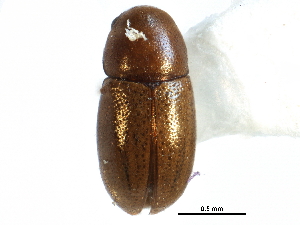  ( - CCDB-28933-H03)  @11 [ ] CreativeCommons - Attribution (2015) CBG Photography Group Centre for Biodiversity Genomics