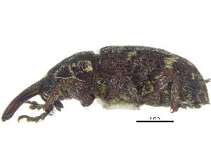  ( - CCDB-28938-B01)  @11 [ ] CreativeCommons - Attribution (2015) CBG Photography Group Centre for Biodiversity Genomics