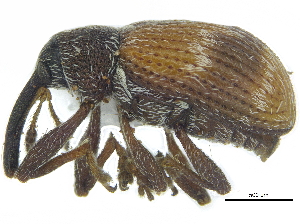  ( - CCDB-28938-C05)  @11 [ ] CreativeCommons - Attribution (2015) CBG Photography Group Centre for Biodiversity Genomics