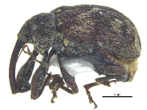  ( - CCDB-28938-C09)  @11 [ ] CreativeCommons - Attribution (2015) CBG Photography Group Centre for Biodiversity Genomics