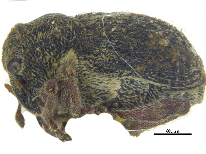  ( - CCDB-28938-G01)  @11 [ ] CreativeCommons - Attribution (2015) CBG Photography Group Centre for Biodiversity Genomics