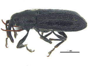  ( - CCDB-28938-G11)  @11 [ ] CreativeCommons - Attribution (2015) CBG Photography Group Centre for Biodiversity Genomics