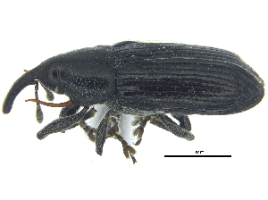  ( - CCDB-28938-G12)  @11 [ ] CreativeCommons - Attribution (2015) CBG Photography Group Centre for Biodiversity Genomics