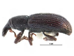  ( - CCDB-28939-A06)  @11 [ ] CreativeCommons - Attribution (2015) CBG Photography Group Centre for Biodiversity Genomics