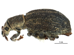  ( - CCDB-28939-C02)  @11 [ ] CreativeCommons - Attribution (2015) CBG Photography Group Centre for Biodiversity Genomics