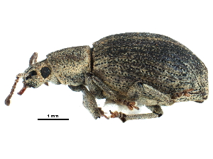  ( - CCDB-28939-C03)  @11 [ ] CreativeCommons - Attribution (2015) CBG Photography Group Centre for Biodiversity Genomics