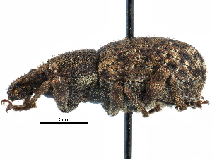  ( - CCDB-28939-C05)  @11 [ ] CreativeCommons - Attribution (2015) CBG Photography Group Centre for Biodiversity Genomics