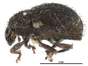  ( - CCDB-28939-C06)  @11 [ ] CreativeCommons - Attribution (2015) CBG Photography Group Centre for Biodiversity Genomics