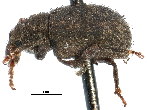  ( - CCDB-28939-C08)  @11 [ ] CreativeCommons - Attribution (2015) CBG Photography Group Centre for Biodiversity Genomics
