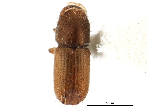  ( - CCDB-28939-F02)  @11 [ ] CreativeCommons - Attribution (2015) CBG Photography Group Centre for Biodiversity Genomics
