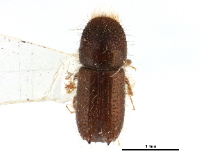  ( - CCDB-28939-F03)  @11 [ ] CreativeCommons - Attribution (2015) CBG Photography Group Centre for Biodiversity Genomics