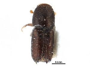 ( - CCDB-28939-F04)  @11 [ ] CreativeCommons - Attribution (2015) CBG Photography Group Centre for Biodiversity Genomics
