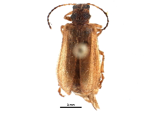  ( - CCDB-28939-G11)  @11 [ ] CreativeCommons - Attribution (2015) CBG Photography Group Centre for Biodiversity Genomics