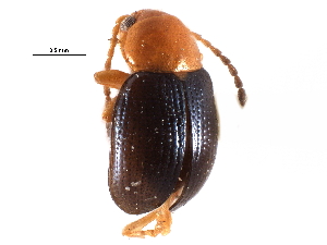  (Glyptina cyanipennis - CCDB-28940-A08)  @11 [ ] CreativeCommons - Attribution (2015) CBG Photography Group Centre for Biodiversity Genomics