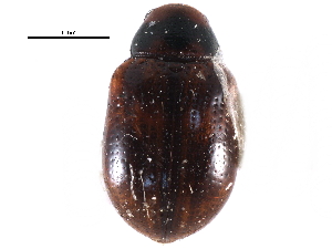  ( - CCDB-28940-E07)  @11 [ ] CreativeCommons - Attribution (2015) CBG Photography Group Centre for Biodiversity Genomics