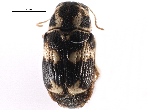  ( - CCDB-28940-G05)  @11 [ ] CreativeCommons - Attribution (2015) CBG Photography Group Centre for Biodiversity Genomics