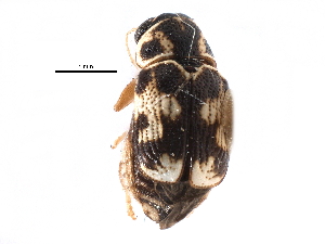  ( - CCDB-28940-G06)  @11 [ ] CreativeCommons - Attribution (2015) CBG Photography Group Centre for Biodiversity Genomics