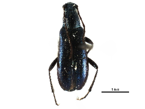  ( - CCDB-28941-F03)  @11 [ ] CreativeCommons - Attribution (2015) CBG Photography Group Centre for Biodiversity Genomics