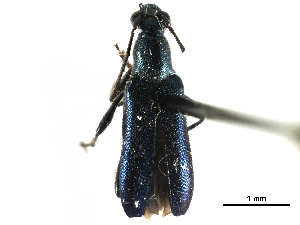  ( - CCDB-28941-F04)  @11 [ ] CreativeCommons - Attribution (2015) CBG Photography Group Centre for Biodiversity Genomics