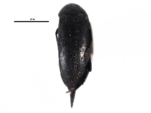  ( - CCDB-28942-B03)  @11 [ ] CreativeCommons - Attribution (2015) CBG Photography Group Centre for Biodiversity Genomics