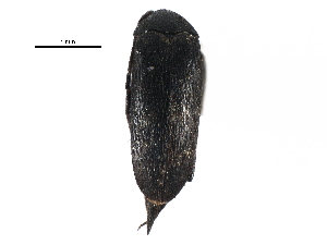  ( - CCDB-28942-B04)  @11 [ ] CreativeCommons - Attribution (2015) CBG Photography Group Centre for Biodiversity Genomics