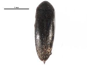  ( - CCDB-28942-B05)  @11 [ ] CreativeCommons - Attribution (2015) CBG Photography Group Centre for Biodiversity Genomics