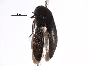  (Mordellistena rubrifascia - CCDB-28942-B12)  @11 [ ] CreativeCommons - Attribution (2015) CBG Photography Group Centre for Biodiversity Genomics