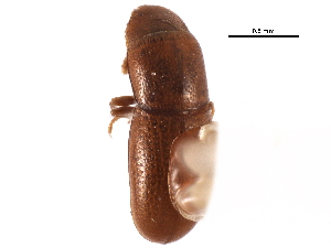  ( - CCDB-28942-C12)  @11 [ ] CreativeCommons - Attribution (2015) CBG Photography Group Centre for Biodiversity Genomics
