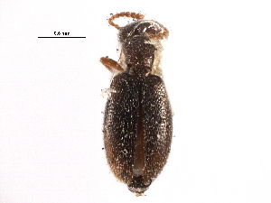  ( - CCDB-28942-H10)  @11 [ ] CreativeCommons - Attribution (2015) CBG Photography Group Centre for Biodiversity Genomics