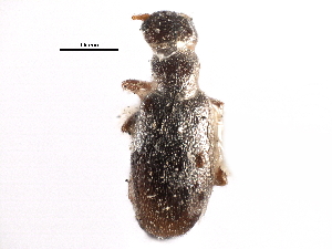  ( - CCDB-28942-H11)  @11 [ ] CreativeCommons - Attribution (2015) CBG Photography Group Centre for Biodiversity Genomics