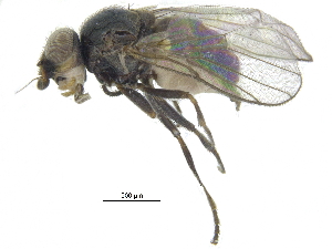  ( - CCDB-28943-B06)  @11 [ ] CreativeCommons - Attribution (2015) CBG Photography Group Centre for Biodiversity Genomics